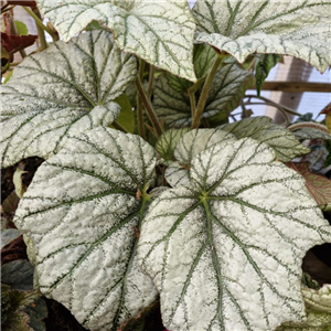 Begonia 'Silver Cloud'